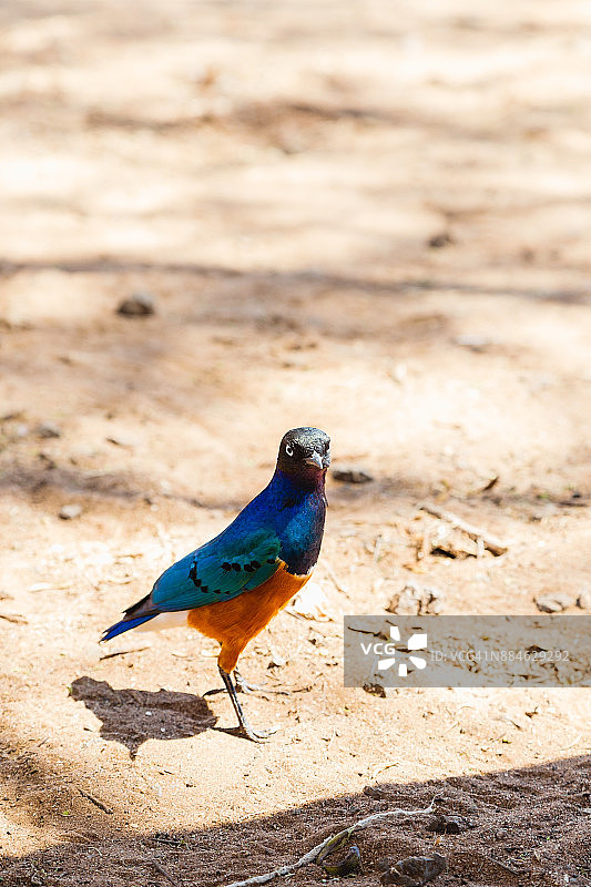 塔兰吉雷国家公园的丽椋鸟图片素材