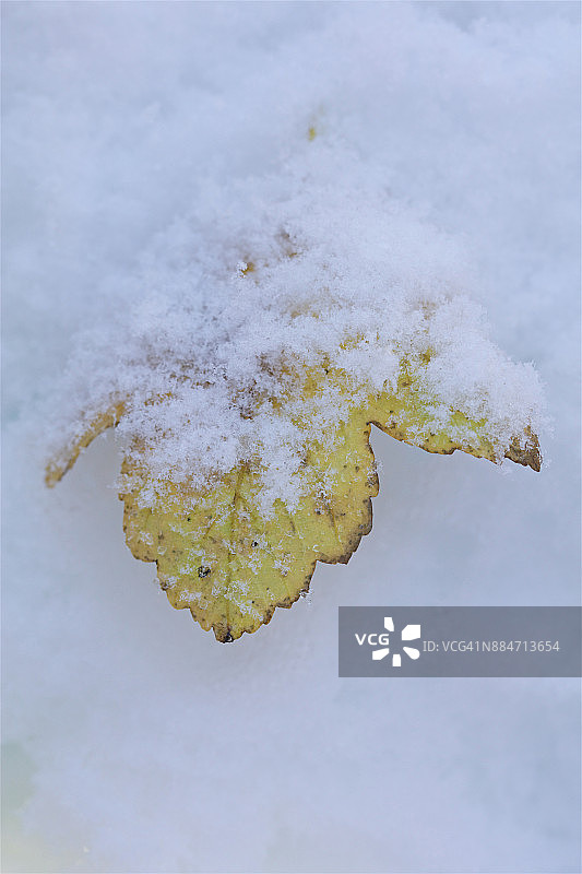 雪地树叶图片素材