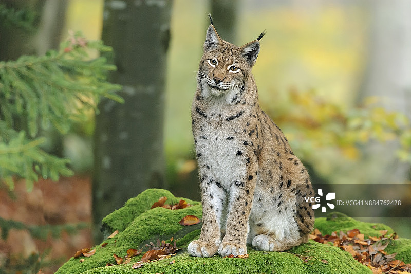 欧亚猞猁，德国，欧洲图片素材