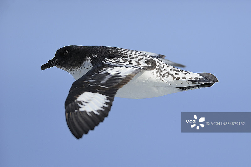 南极海燕，飞行于德雷克海峡，南大西洋图片素材