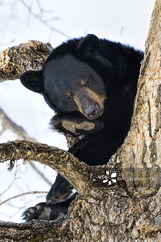 树上的黑熊图片素材