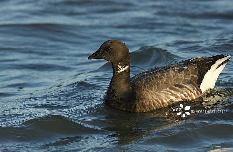 一只黑雁（Branta bernicla）在高潮时在海边觅食图片素材