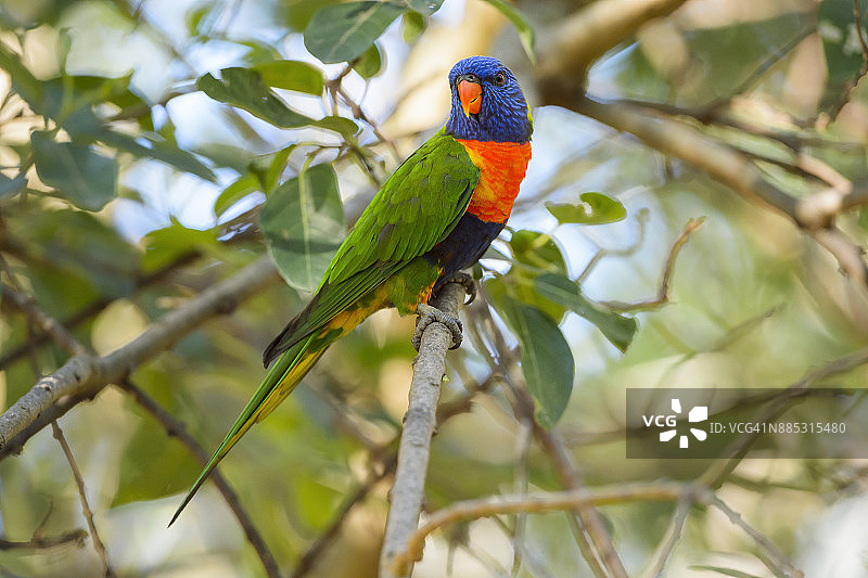 新南威尔士州穆拉马朗国家公园的彩虹鹦鹉图片素材