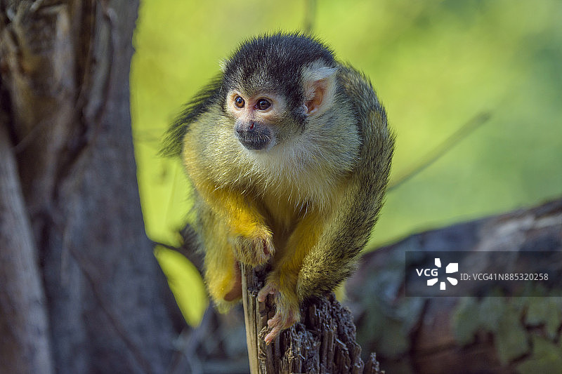 红背松鼠猴，中美洲松鼠猴图片素材