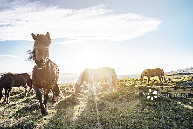 冰岛马图片素材