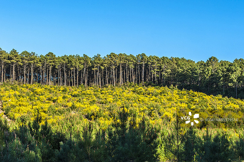 法国朗德斯，年轻的海上松树和黄色金雀花图片素材