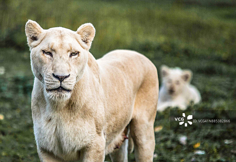 雌性白狮图片素材