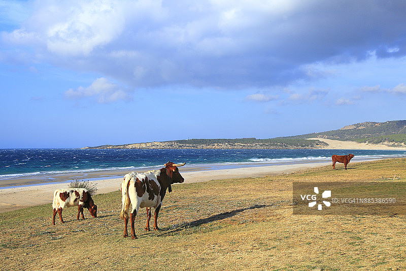 西班牙安达卢西亚塔里法附近的博洛尼亚海滩图片素材