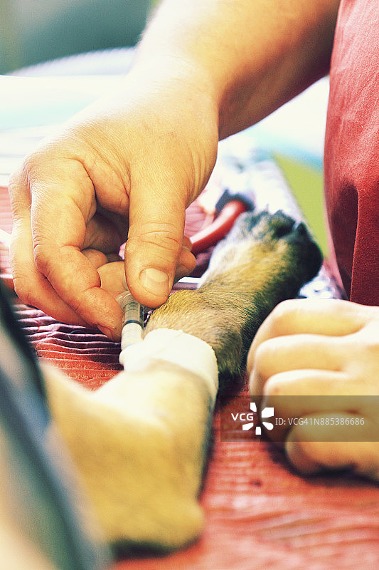 法国，兽医诊所里的狗图片素材