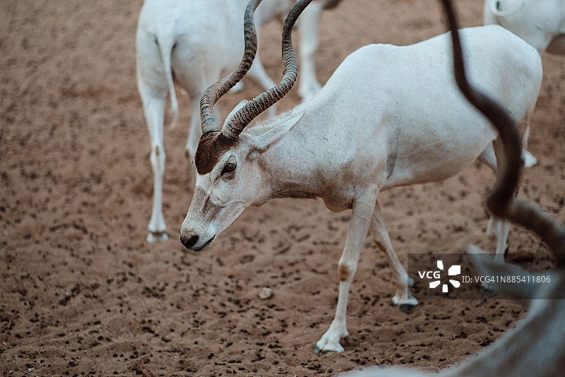 白羚羊图片素材