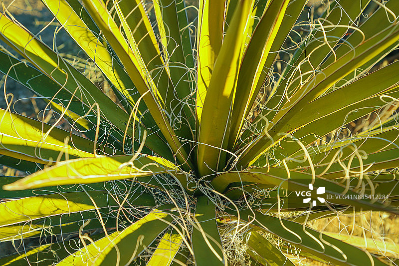 充满画面的丝兰植物图片素材