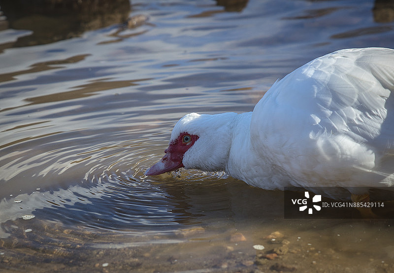 白鸭图片素材