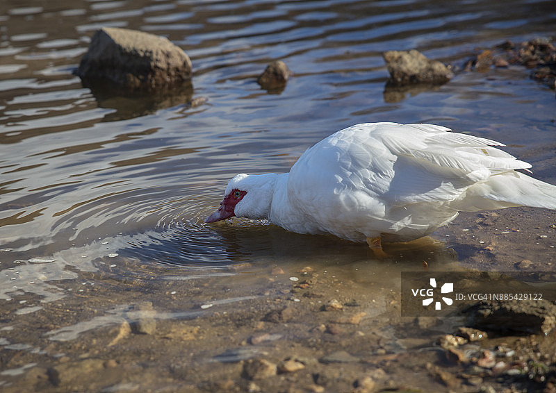白鸭图片素材