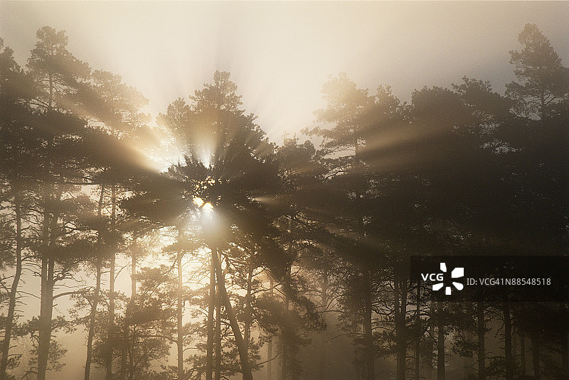 阳光穿过树林图片素材