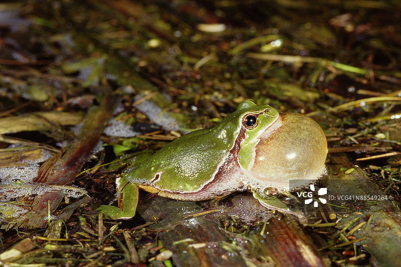 树蛙鸣叫图片素材