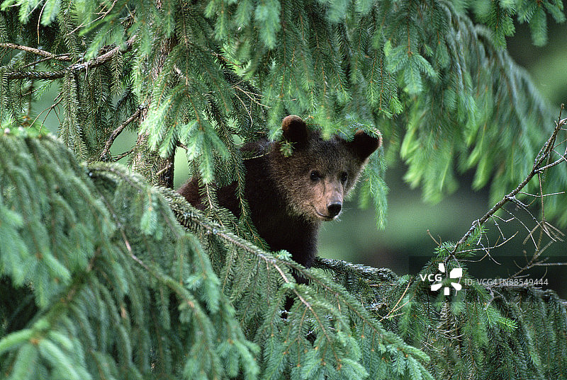 树上的棕熊幼崽图片素材