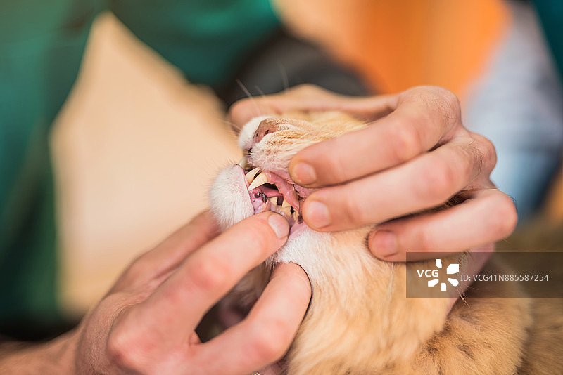 兽医检查年轻的缅因猫牙齿健康图片素材