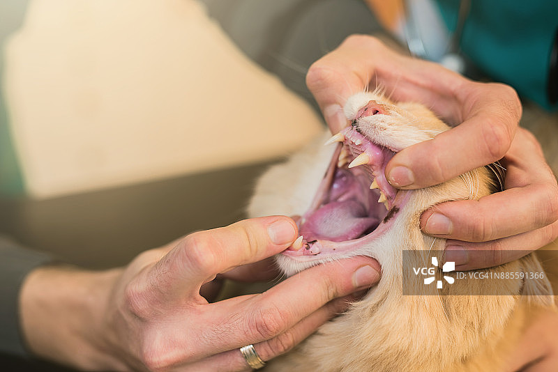 兽医检查年轻的缅因猫牙齿健康图片素材