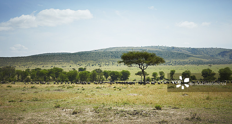坦桑尼亚北部塞伦盖蒂国家公园角马大迁徙一角图片素材