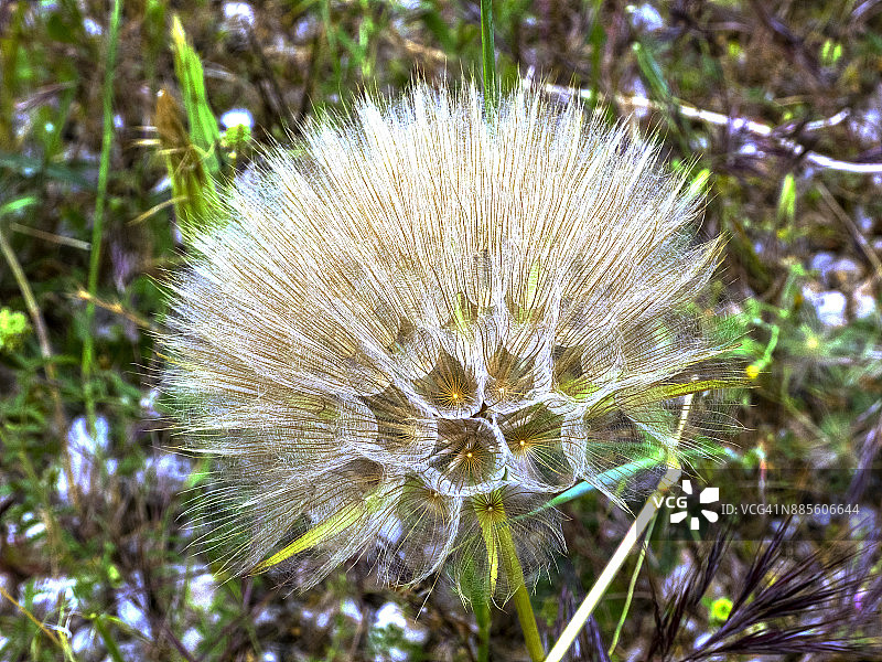 意大利普利亚布林迪西省奇斯泰尔尼诺波莫纳花园，蒲公英的种子头图片素材