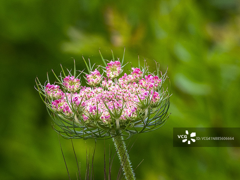 意大利普利亚布林迪西省奇斯泰尔尼诺波莫纳花园野胡萝卜花图片素材