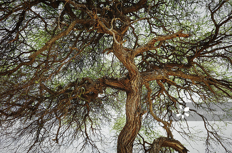 坦桑尼亚塔兰吉雷国家公园的香肠树和休息的美洲豹图片素材