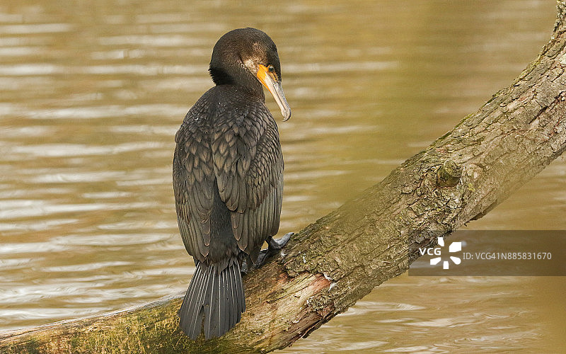 栖息在树枝上的鸬鹚图片素材
