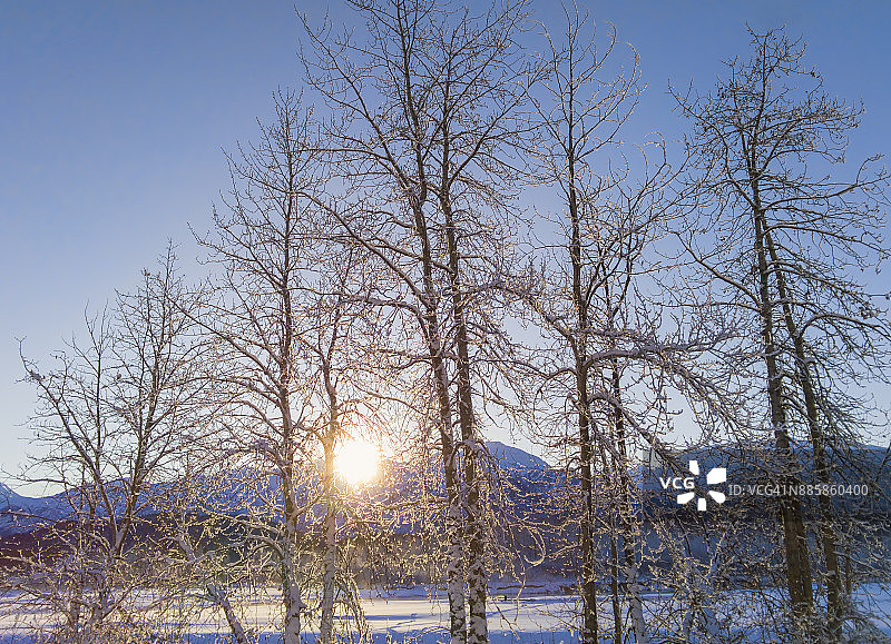 穿过白桦树的冬日日落图片素材