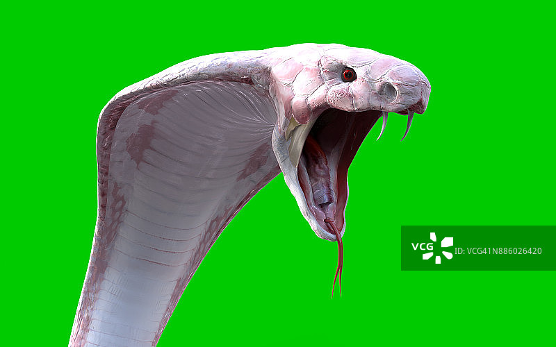 白化眼镜王蛇图片素材