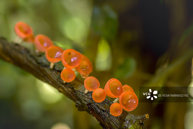 杯状蘑菇或Pezizaceae蘑菇图片素材