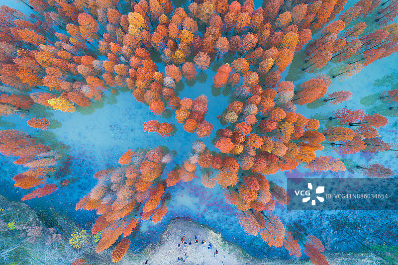 中国湖边排列着落叶的冷杉树的无人机航拍视角，湖面平静如镜图片素材