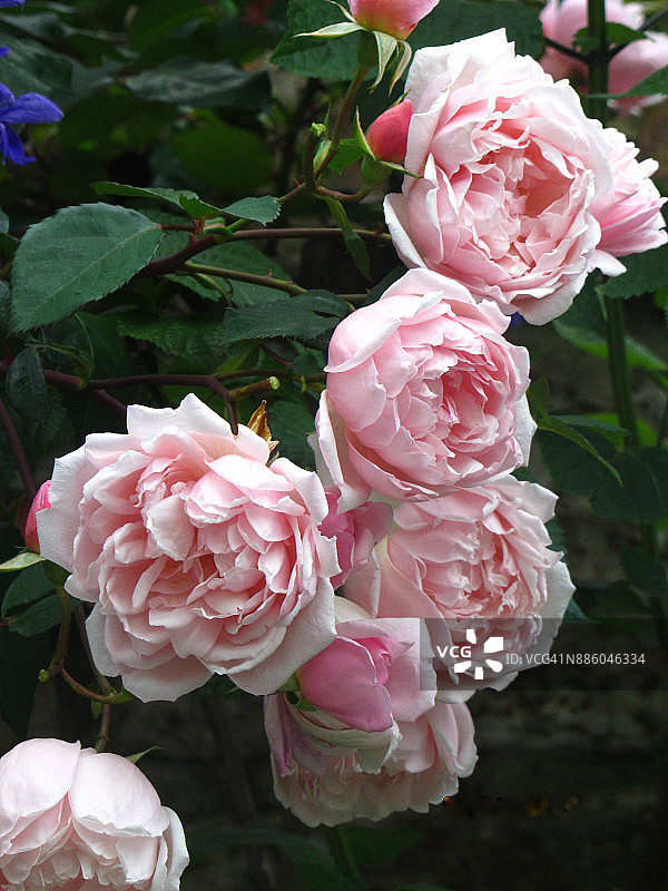 蔓性玫瑰“艾尔伯丁”图片素材