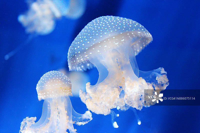 白点水母图片素材
