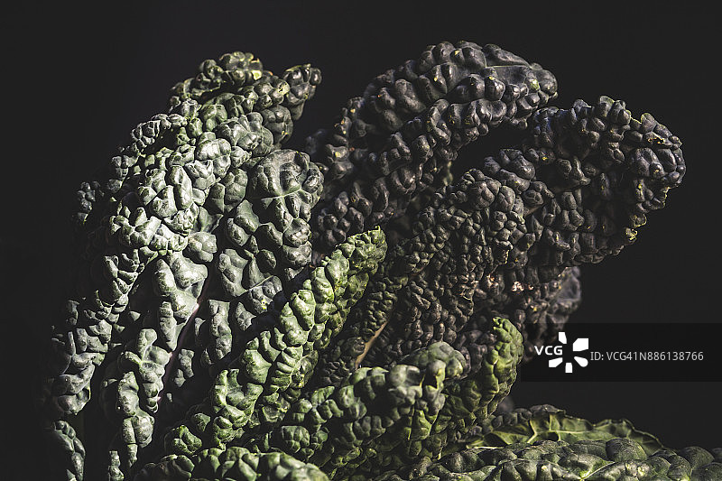 阳光下的黑叶甘蓝图片素材