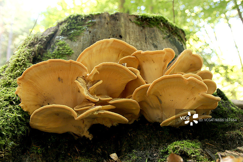 巨型多孔菌图片素材
