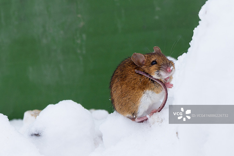 雪地里的小老鼠图片素材