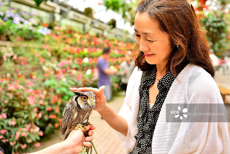 手持北方白脸鸮的日本女子，富士花鸟园图片素材