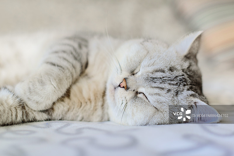 睡梦中可爱的灰白色毛发猫咪图片素材