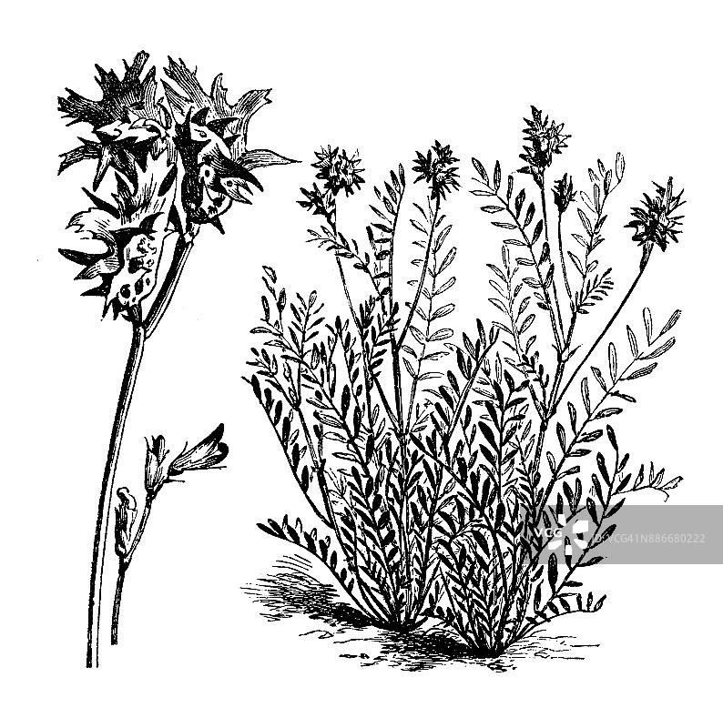 植物蔬菜古董雕刻插图：驴豆图片素材