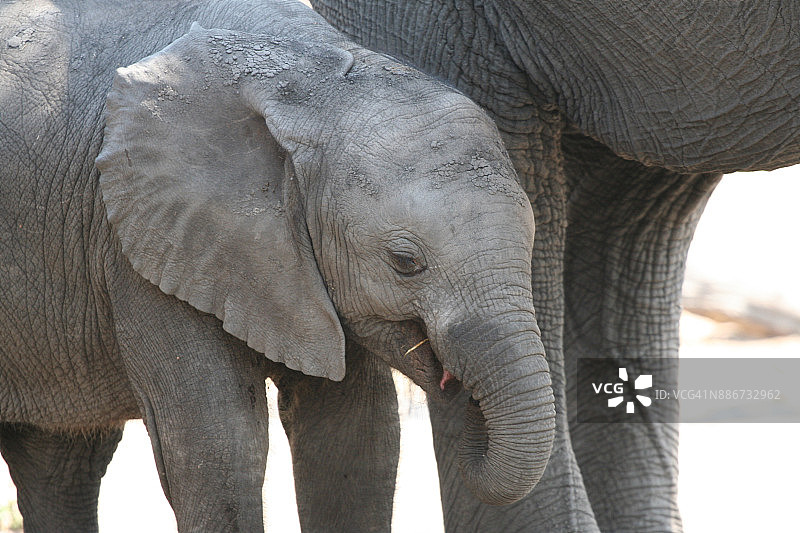 野生动物图片素材