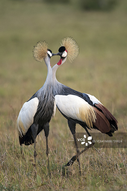 肯尼亚马赛马拉图片素材
