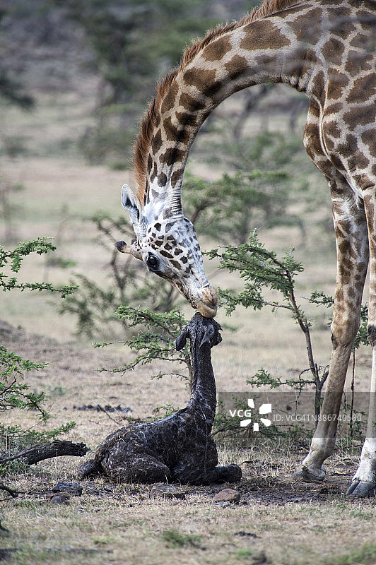 肯尼亚马赛马拉图片素材
