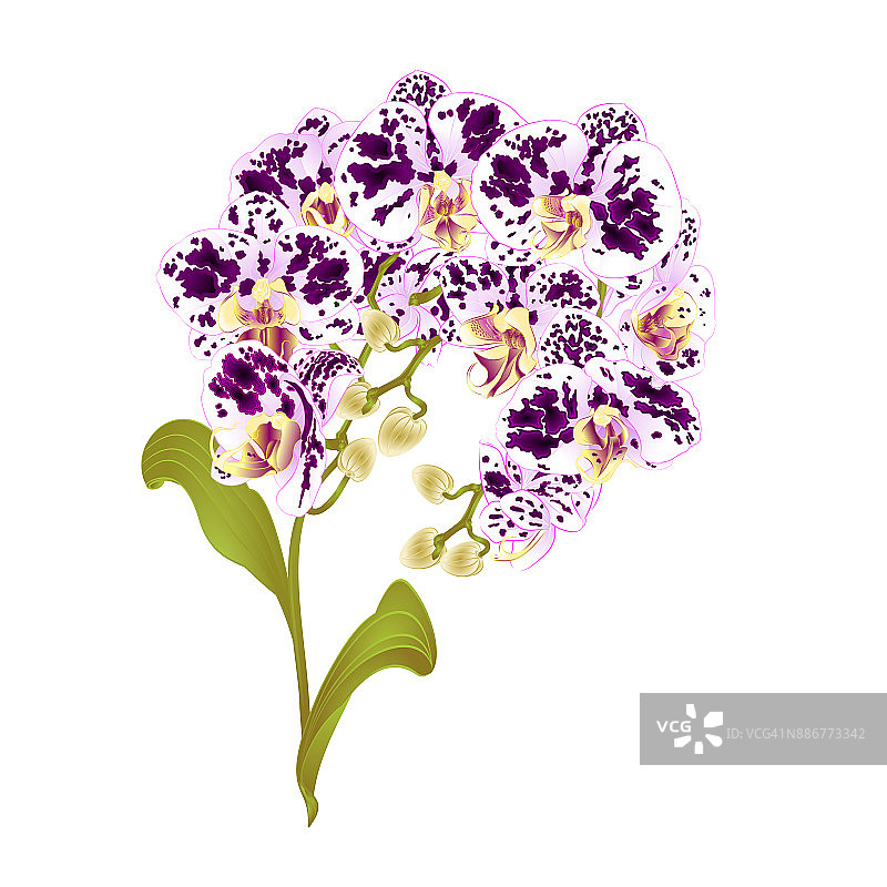 斑点紫白蝴蝶兰热带植物枝条复古矢量植物插画设计图片素材