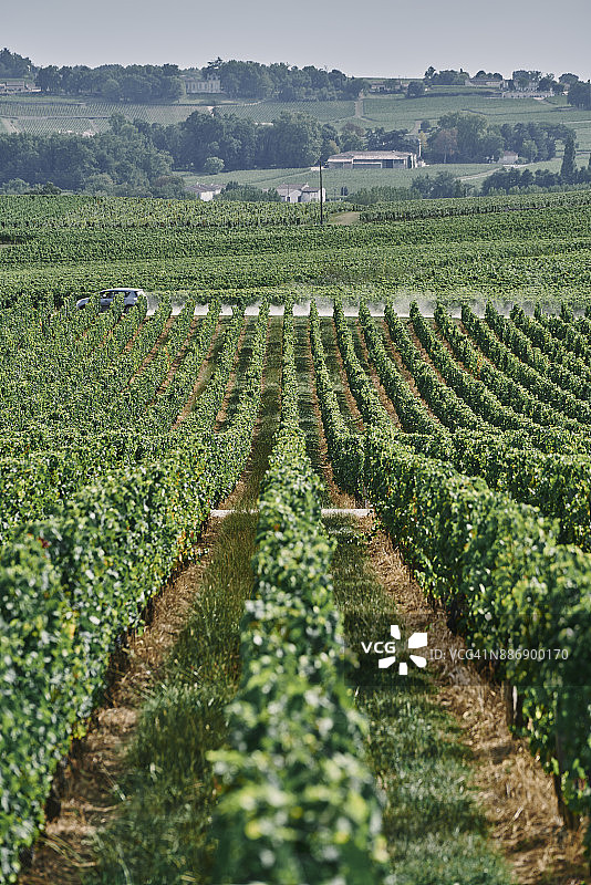 法国阿基坦大区贝尔热拉克葡萄园和葡萄藤的风景图片素材