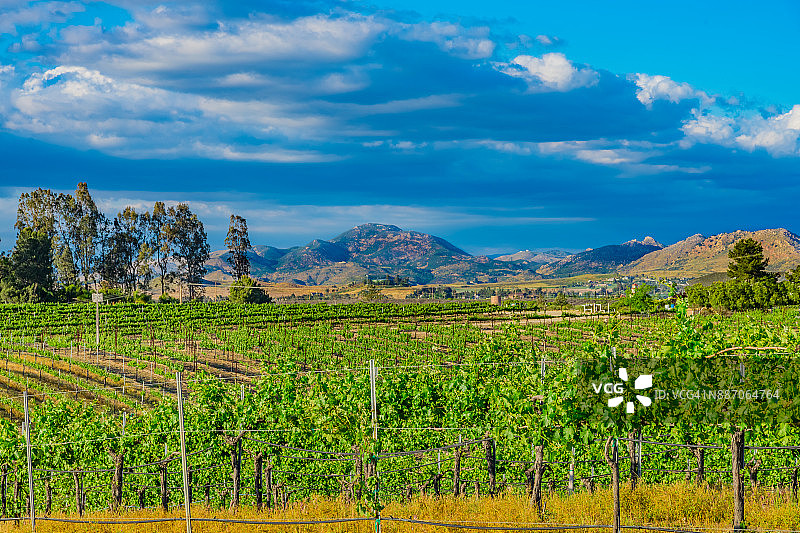 加利福尼亚州特美谷的加州春季葡萄园图片素材