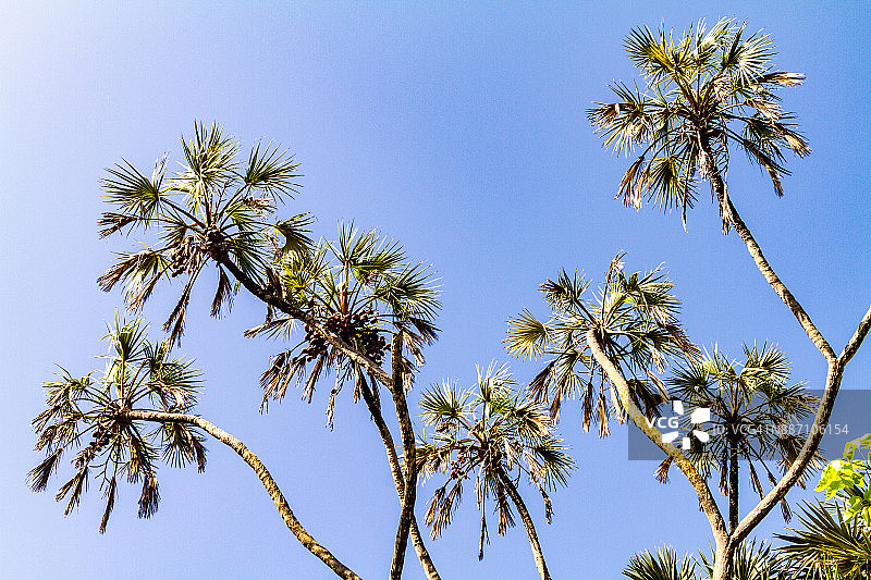 第乌岛的棕榈树图片素材
