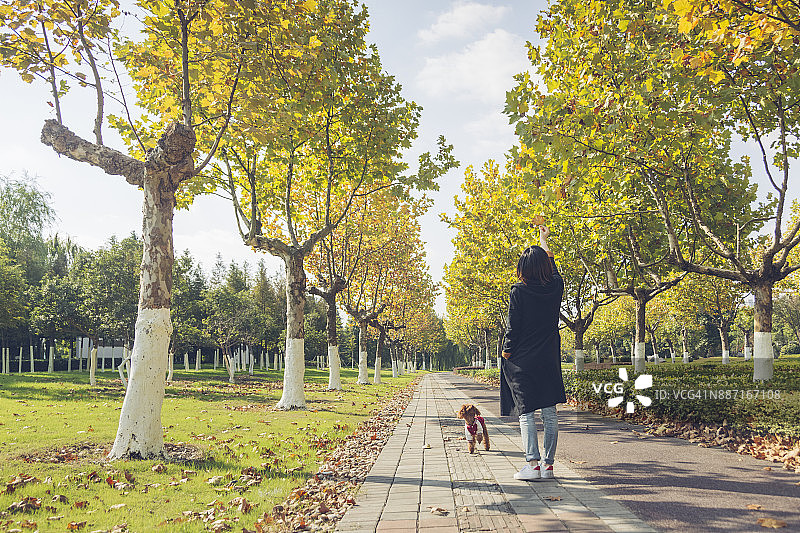 女人在公园里遛狗图片素材