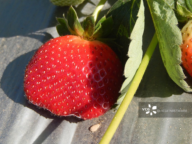秋季成熟草莓特写图片素材