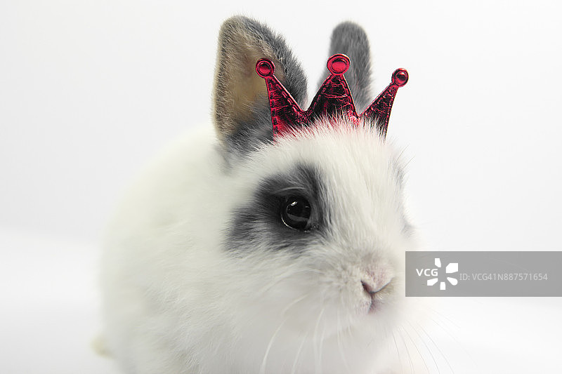 头戴红色皇冠的兔子图片素材