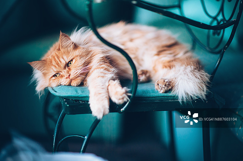 悲伤的猫图片素材